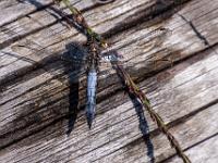 Libelle "Großer Blaupfeil"